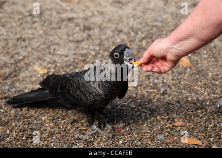 Un Carnaby's Black Cockatoo viene alimentato a mano al Black Cockatoo il Centro di riabilitazione a Nannup, Australia occidentale, Australia. Foto Stock