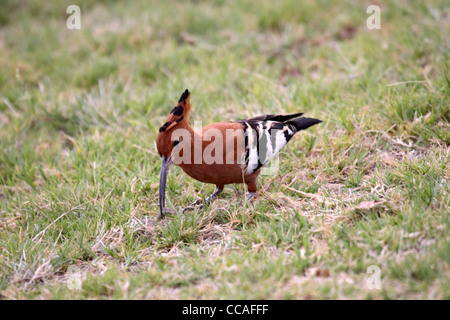 African upupa foraggio Foto Stock