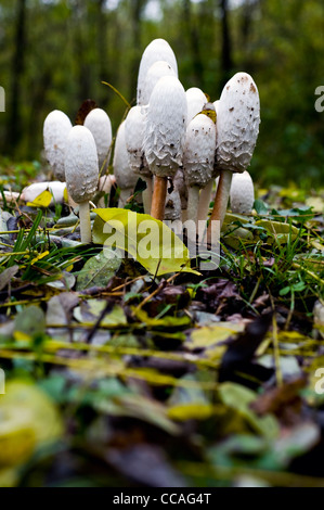 Bianco di funghi - parco Lura Rovellasca Como italia Foto Stock