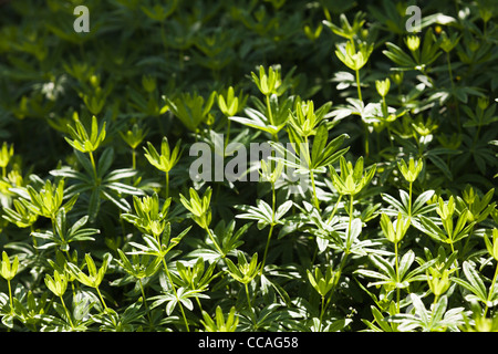 Abbondanza di woodruff (galium odoratum) a Kumpula Giardino Botanico, Helsinki, Finlandia, UE Foto Stock