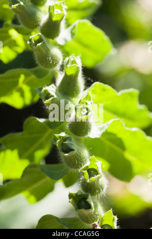 Nero (henbane hyoscyamus niger) a Kumpula Giardino Botanico, Helsinki, Finlandia, UE Foto Stock