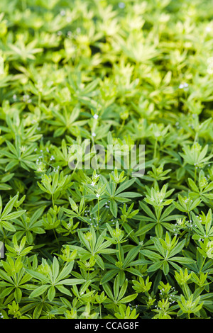 Abbondanza di woodruff (galium odoratum) a Kumpula Giardino Botanico, Helsinki, Finlandia, UE Foto Stock