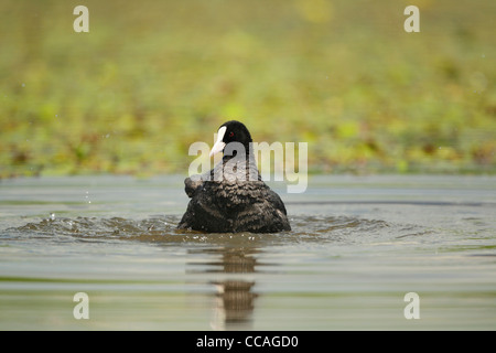 Adulto Eurasian folaga (fulica atra) la balneazione Foto Stock