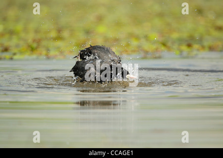 Adulto Eurasian folaga (fulica atra) la balneazione Foto Stock