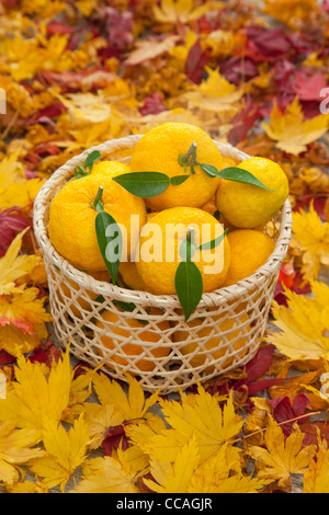 Yuzu frutti nel cestello Foto Stock