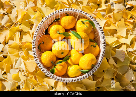 Yuzu frutti nel recipiente Foto Stock