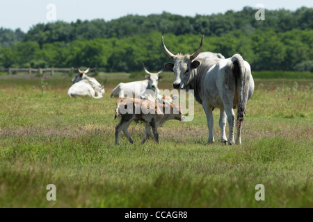 Grigio ungherese bovini mucca con vitello Foto Stock