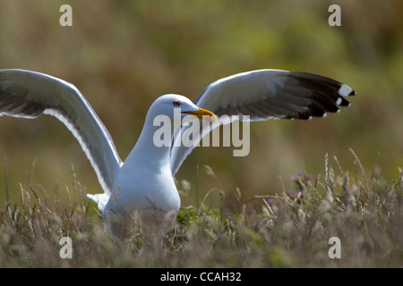 Aringa europea gabbiano (Larus argentatus) al sito di nidificazione Foto Stock