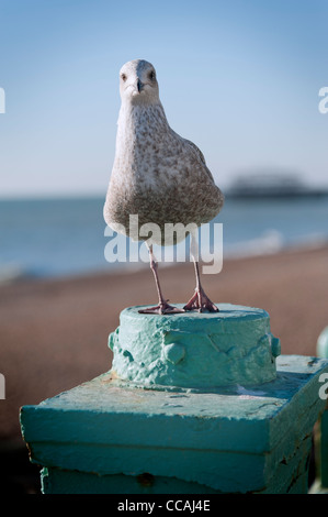 Seagull appollaiato sulla spiaggia di Brighton anteriore. Regno Unito Foto Stock