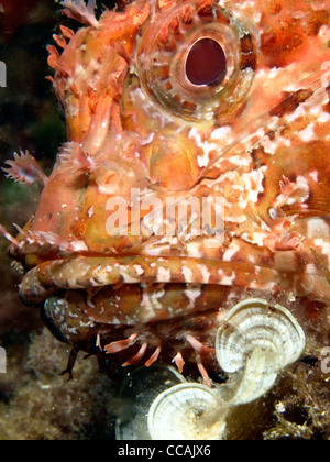 pesce scorpione Foto Stock