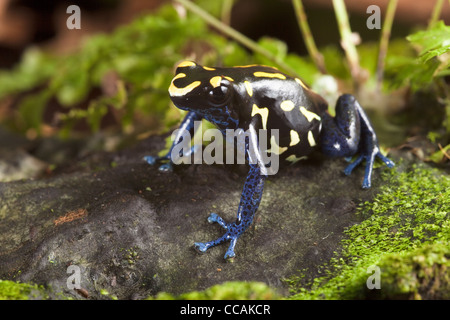 Avvistato nero blu giallo poison dart frog Dendrobatees tinctorius Bakhuis morph Suriname Foto Stock