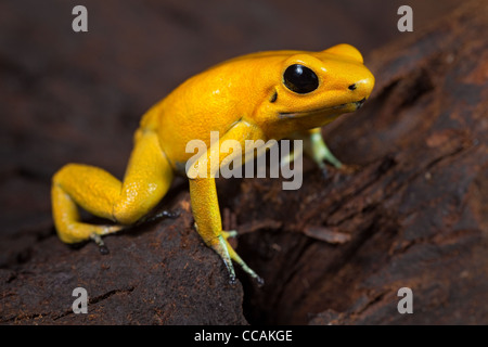 Phyllobates terribilis golden poison dart frog in amazzonia foresta di pioggia in Colombia molto animali velenosi Foto Stock