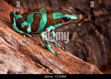 Golden poison dart frog dendrobates auratus nella foresta pluviale tropicale di Panama Foto Stock