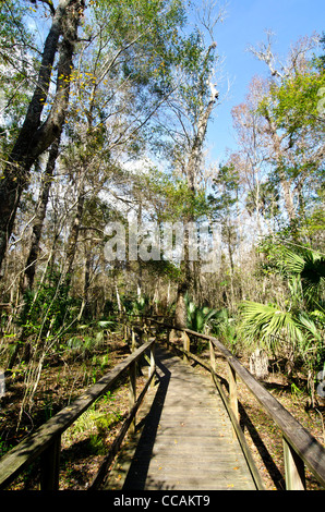 Big Tree Park boardwalk attraverso il bosco di cipressi e casa del senatore record del mondo cipresso, Longwood, FL Foto Stock