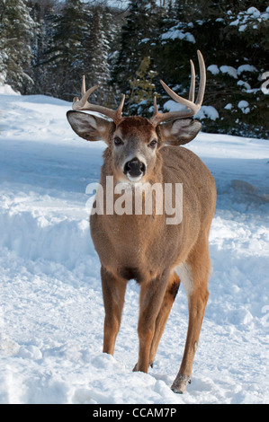 Un culbianco buck in piedi nella neve. Foto Stock