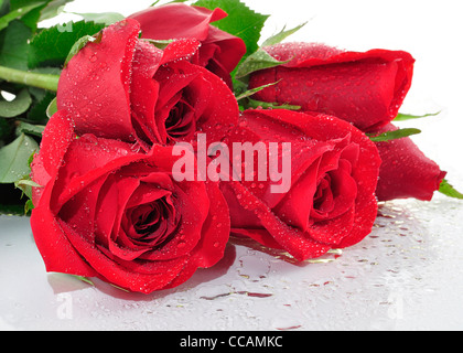 Rose rosse con gocce d'acqua , close up Foto Stock