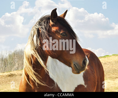 Immagine ravvicinata di pretty cavallo Foto Stock