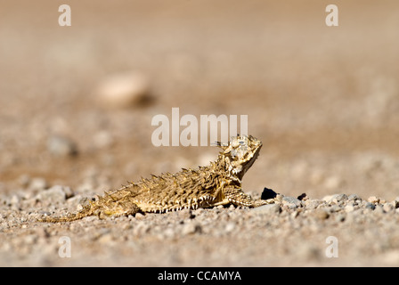 Texas cornuto Lizard, (Phrynosoma cornutum), Quebradas, Socorro county, Nuovo Messico, Stati Uniti d'America. Foto Stock