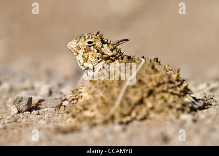 Texas cornuto Lizard, (Phrynosoma cornutum), Quebradas, Socorro county, Nuovo Messico, Stati Uniti d'America. Foto Stock