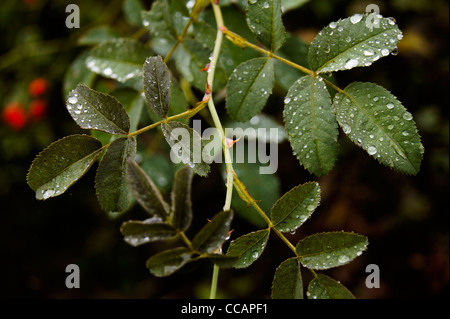 Gocce di pioggia sulla rosa canina foglie Foto Stock