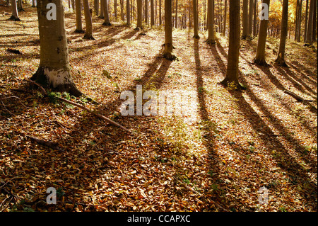 Ombre lunghe di di alberi in una foresta di autunno illuminati dalla luce dorata del sole di setting Foto Stock