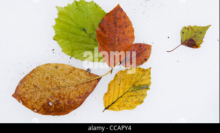 Colorato fogliame di autunno giacente sulla neve Foto Stock