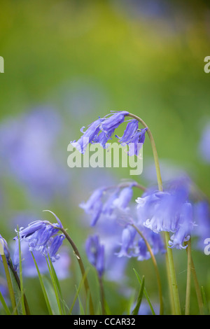 La molla bluebells (hyacinthoides non scripta), County Fermanagh, Irlanda del Nord, Regno Unito. Foto Stock