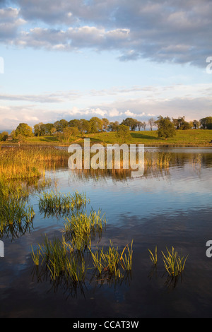 Serata tranquilla lungo il fiume Shannon, vicino a Carrick on Shannon, County Leitrim, Irlanda. Foto Stock