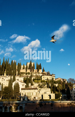Verona - Italia, San Pietro di Castello sulla sommità della collina con un gabbiano volare nella parte anteriore di esso Foto Stock