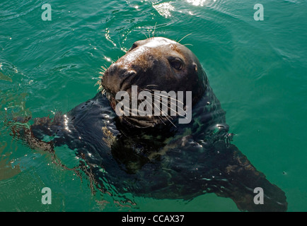 In prossimità di una guarnizione grigio, Halichoerus grypus, nuoto sulla superficie, guardando la telecamera. Foto Stock