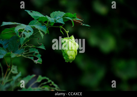 Bump mature luppolo selvatico nel vecchio giardino Foto Stock