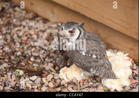Il nord di fronte bianco-Assiolo, Ptilopsis leucotis Foto Stock