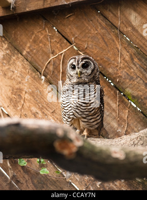 Rufous zampe Owl, Strix rufipes Foto Stock