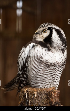 Northern Hawk Owl, surnia ulula Foto Stock