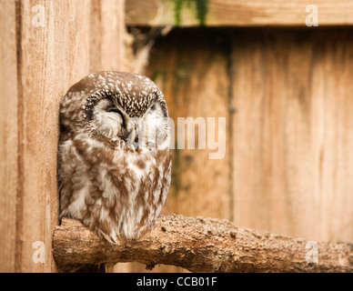 Boreale o civetta capogrosso, Aegolius funereus Foto Stock