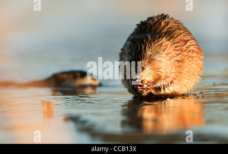 Svernamento muskrat (Ondatra zibethicus) mangiare lampade subacquee sul bordo del ghiaccio, Foto Stock