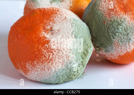 Close up ammuffito marcio clementine su sfondo bianco Foto Stock