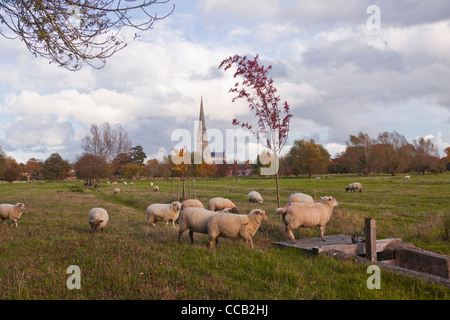 Guardando attraverso il west harnham prati di acqua verso la cattedrale di Salisbury in Wilsthire. Foto Stock