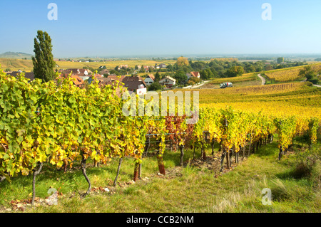 Autunno in scena l'Alsazia comune di Hunawihr in Haut-Rhin, Francia. Foto Stock