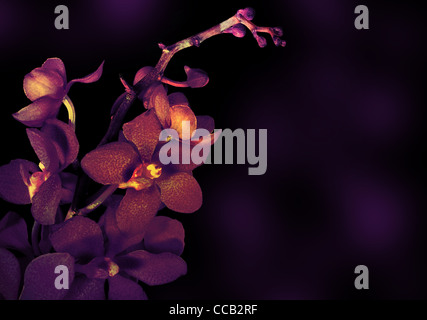 Bella viola di fiori di orchidea isolato su sfondo scuro Foto Stock