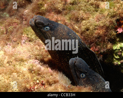 Murena nella sua grotta Foto Stock