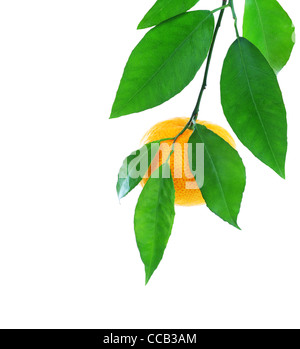 Mature mandarino fresco con foglie isolati su sfondo bianco Foto Stock