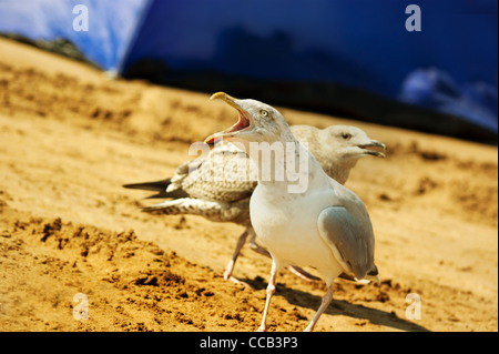 Due Gabbiani sulla spiaggia a Woolacombe Bay con qualcosa da dire ....più chip per favore ?? Caldo giorno di settembre in North Devon, Regno Unito Foto Stock