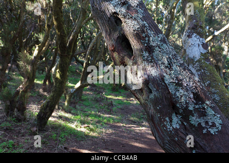 Licheni e muschi che crescono su alberi di cedro in Teno Alto zona di Tenerife, Isole Canarie, Spagna Foto Stock