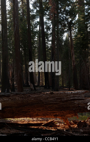 Mariposa Grove. Sequoia gigante di boschetti. Parco Nazionale di Yosemite. In California. Stati Uniti d'America Foto Stock