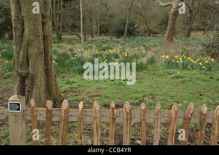 Giunchiglie, alberi e recinzione in legno in Holland Park. Kensington, Londra, Inghilterra, Regno Unito. Foto Stock