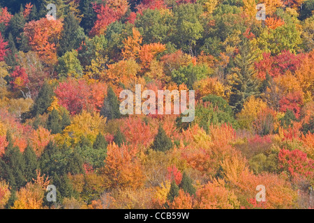 Richmond Vermont VT colorato fogliame caduta su pendio Foto Stock