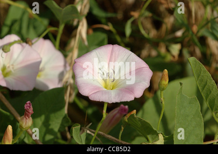 Campo centinodia, Convolvulus arvense, fiori Foto Stock