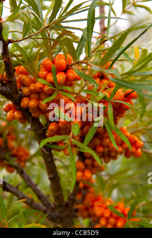 Close-up di delizioso e sano mature sea-Frangola bacche Foto Stock