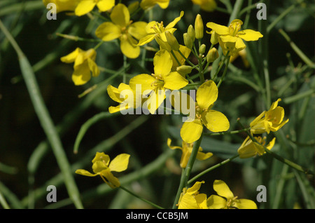 I semi di colza e di ravizzone, Brassica napus, fiori. Foto Stock